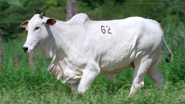 Lote 62