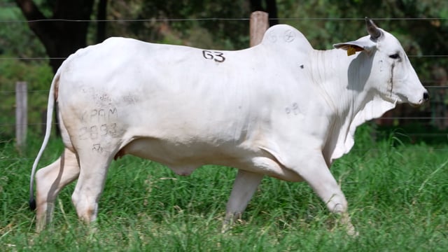 Lote 63