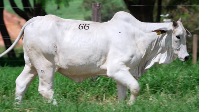 Lote 66