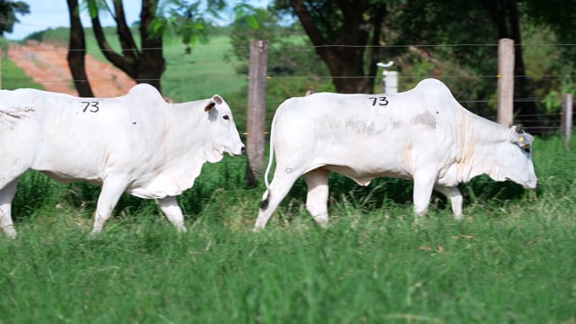 Lote 73
