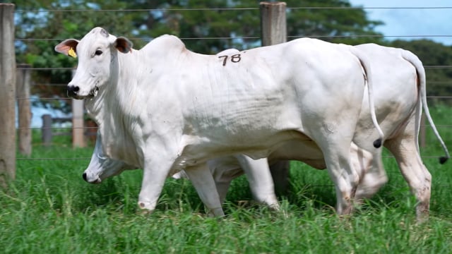 Lote 78