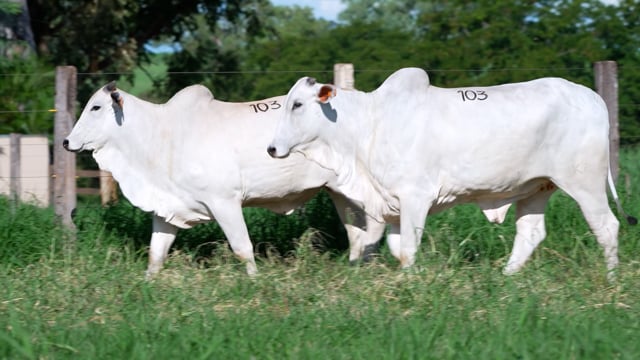 Lote 103