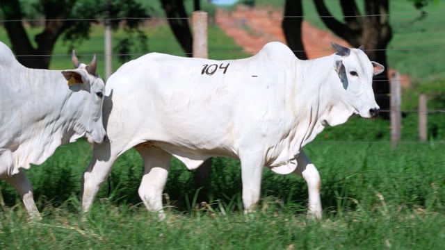 Lote 104