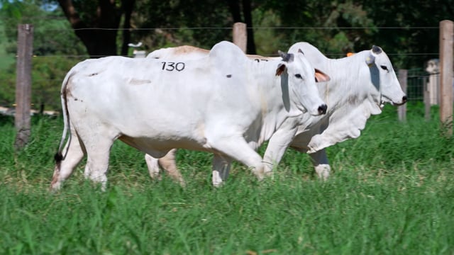 Lote 130