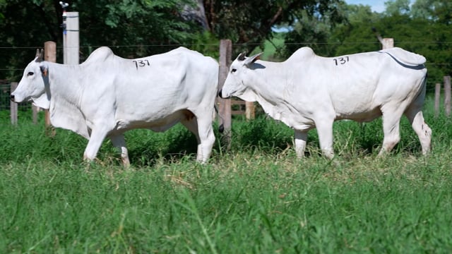 Lote 131