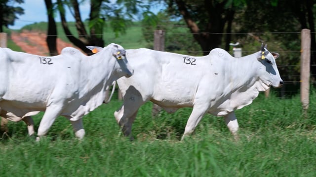 Lote 132