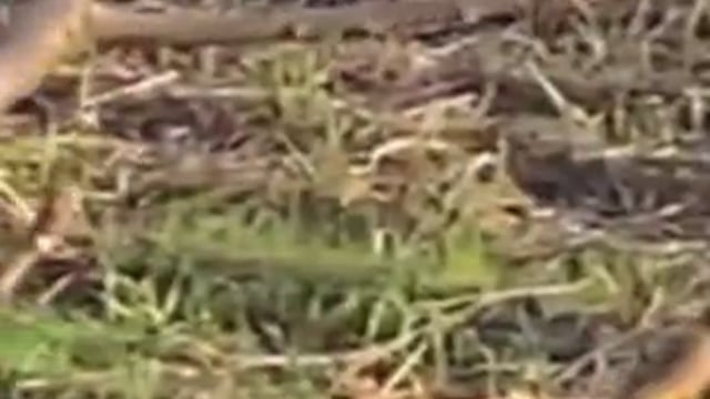 टाइगर को ट्रंकुलाइज कर‌ने में नाकाम रही वन विभाग की टीम