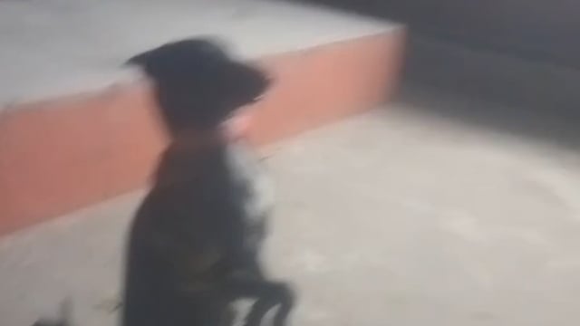 डीडीयू मंडल में रिटायर्ड जैकी का स्थान लेगा राजा,जानिए इसकी खूबियां