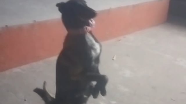 डीडीयू मंडल में रिटायर्ड डॉग जैकी की कमान संभालेगा राजा,जानिए इसकी खूबियां