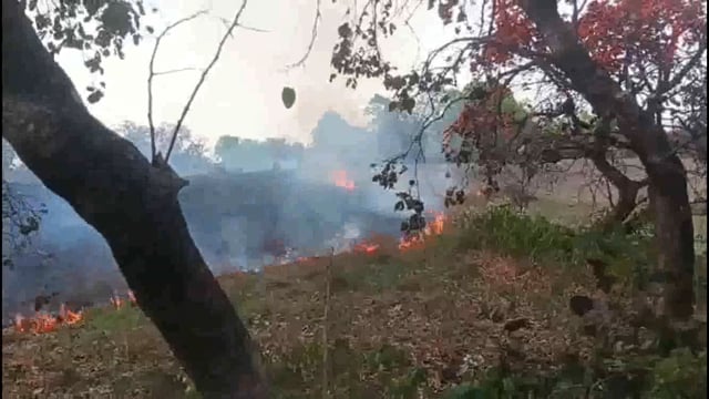 आंकाकुरा गांव में असमाजिक तत्व द्वारा आग लगाने से कुमारज किस्कू का मनरेगा विभाग के तहत लगाए गए 300 पेड़ जल कर हुआ राख 