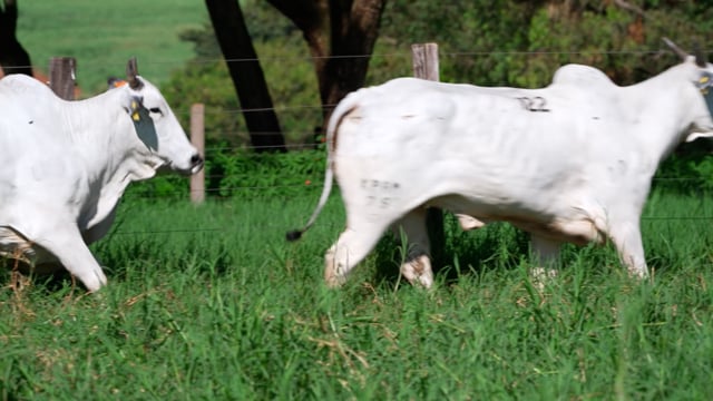 Lote 122