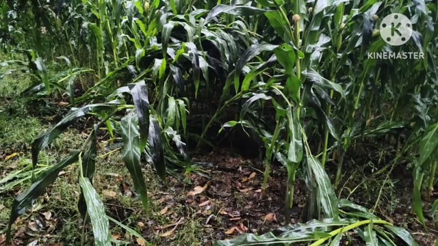 तेज आंधी और बारिश से जनजीवन प्रभावित, रबी फसल को भारी नुकसान।