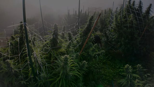 XXL Outdoor Cannabis California: Monster Plants