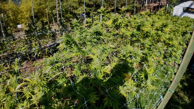 Emerald Triangle Old School: Cannabis Farmer Generations