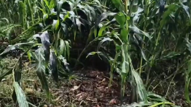 अन्नदाता बेहाल, मौसम बेपरवाह: बांका में फसल तबाही पर उठे मुआवजे के सवाल