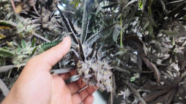 USA Weedland Vancouver: Craft Cannabis Grow Tour