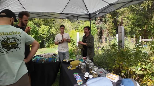 Outdoor Cannabis Buds Close-Up: Trichomes Colors