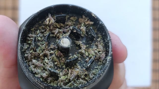 MAC LUANA: Miracle Alien Cookies Exotic Genetics