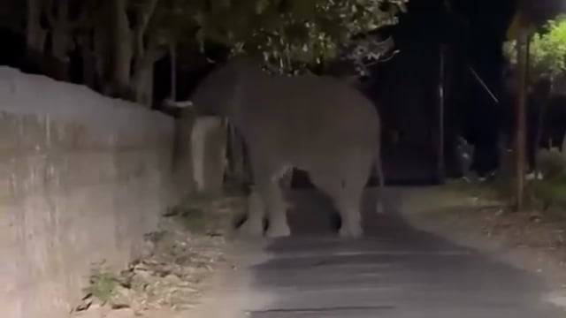 ▶️.......उत्तराखंड- लेंसडाउन-कोटद्वार रेंज में आबादी और जंगल के बीच एक ऊंची दीवार खड़ी की गई है. यह दीवार हाथियों को रोकने के लिए है. मगर बुद्धिमान हाथी इस दीवार को बेहद सफाई से पार करके जंगल से आबादी और आबादी से जंगल में विचरण कर रहे हैं.