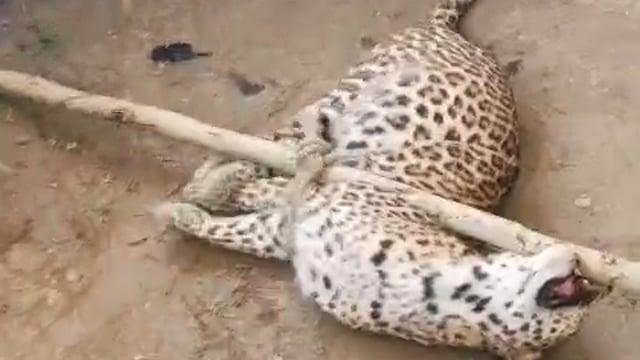 पलिया/लखीमपुर खीरी -
ग्राम पंचायत बेलाकलां के लोहरा गांव में ग्रामीणों ने एक तेंदुए को पकड़ लिया, तेंदुआ कई दिनों से इलाके में घूम रहा था और अब तक दो लोगों को घायल कर चुका था
सुबह खेत में काम कर रहे लोगों पर तेंदुए ने अचानक हमला कर दिया, जिसमें एक व्यक्ति घायल हो गया, इसके बाद ग्रामीणों ने साहस दिखाते हुए बिना तेंदुए को नुकसान पहुंचाए उसे काबू में कर लिया