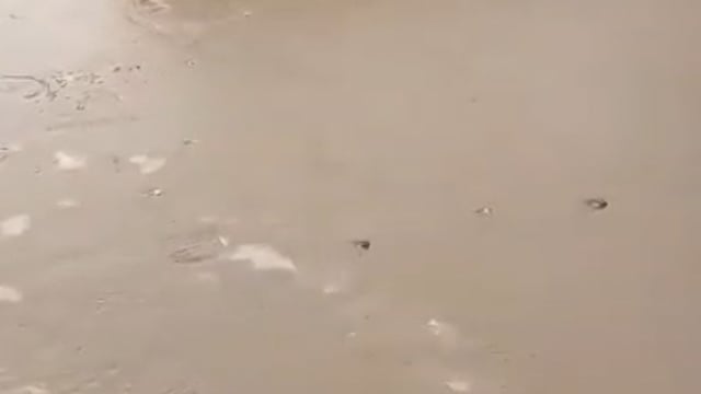 ▶️......जिन्दा शंख किसी ने आज तक नहीं देखा होगा, मगर आज देख लीजिए। बहुत सौभाग्य से ही देखने को मिलते है।_🙏🚩🙏