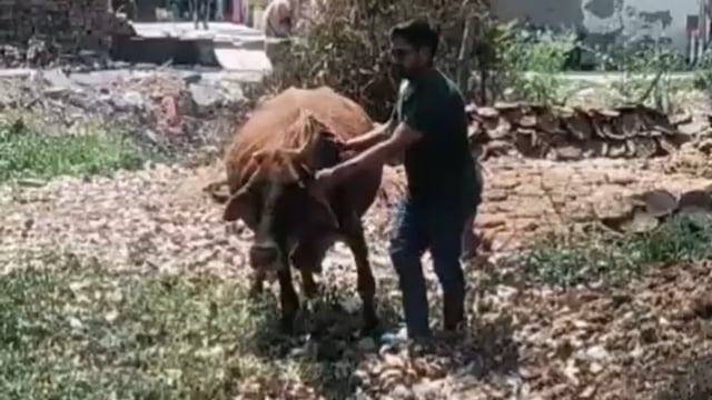 गौ माता सेवक की रौनकता से लेकर वृंदावन तक दंडवत यात्रा गौ माता राष्ट्र माता घोषित हो