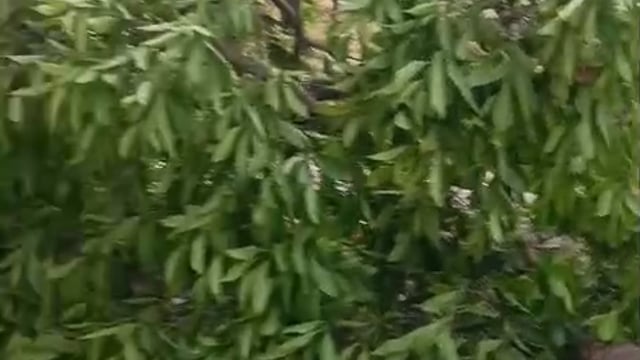 ▶️..district Saharanpur.. ◀️महिला के ऊपर गिरा पेड़ का टहना, मौत*
गंगोह- अम्बहेटा से बाईक सवार से लिफ्ट लेकर लौट रही महिला के सिर पर काल बनकर टूट कर गिरे पेड के सुखे टहने ने उसकी जान ले ली। शामली के टपराना गांव निवासी रेखा पत्नी राजकुमार 36 वर्ष अपने मायके कलसी में आई हुई थी।