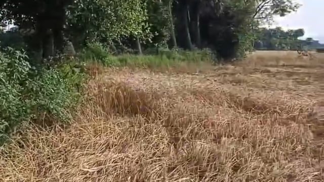 जिले भर में प्राकृतिक मार: फसल बर्बादी से ग्रामीण अर्थव्यवस्था पर संकट