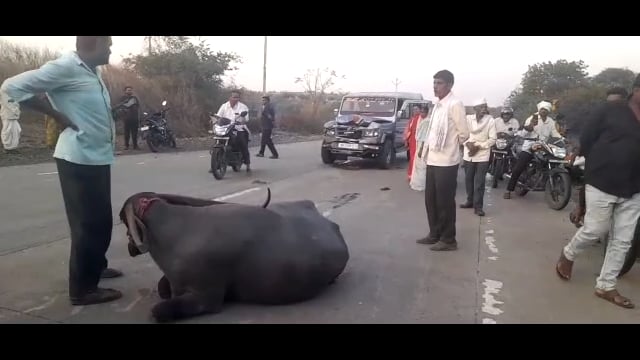 पिंपरी जवळ क्रूझर जीप चालकांने शेतकऱ्यांच्या तीन म्हशीला उडविले एक ठार तर दोन म्हशी गंभीरबजखमी