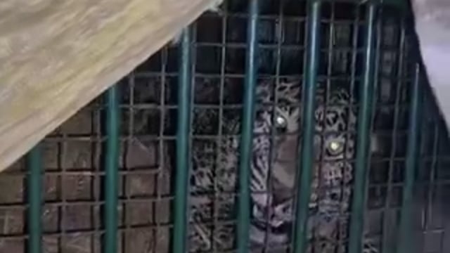 *UP के लखीमपुर खीरी में आदमखोर तेन्दुए ने 7 वर्ष की बच्ची को निवाला बना लिया। वह उस समय बच्ची को जबडे में जकड़कर ले गया जब वह अपने घर में खाना खा रही थीं।*

*अब वन विभाग की टीम ने इस तेंदुए को पिंजरे में कैद कर लिया है। पकडे जाने के बाद भी उसकी गुर्राहट बरकरार रही।*