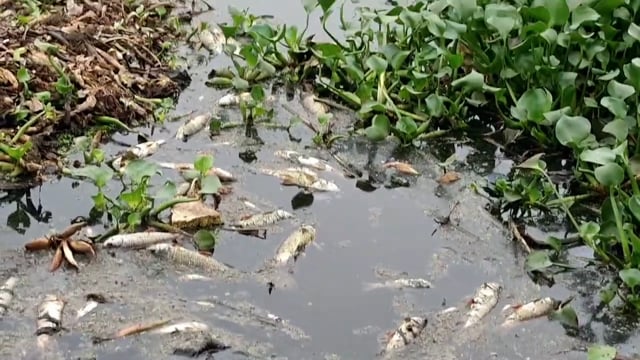 आपायल ग्राम सभा स्तिथ पोखरे में अज्ञात कारणों से मरी लाखों रुपये की मछलिया