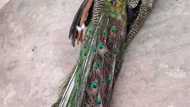 मथुराराष्ट्रीय बजरंग दलकमलसैनीराष्ट्रीय गौ रक्षक सेवा के शैलेंद्र पहलवान जी और गौर रक्षकदल सभी निषाद भक्त सेवा करेंहै 