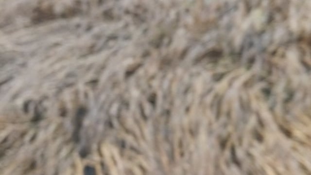 कोयला अलीपुर के किसानो गेहूं की फसल हुई बर्बाद 