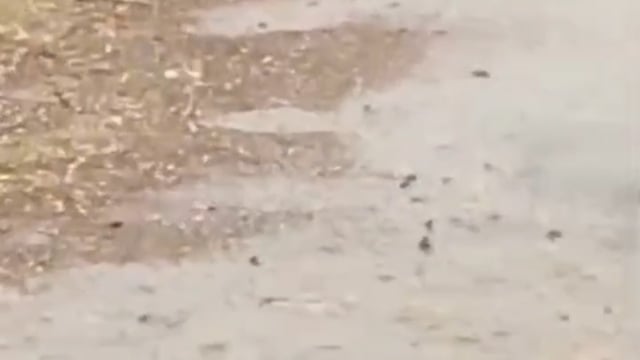 हस्तिनापुर क्षेत्र में एक बार फिर मौसम ने करवट बदली बारिश के साथ ओलावृष्टि ।