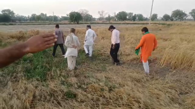 मथुराकेगोवर्धन समाजवादीपार्टीनेता महेशचंदशर्मा उर्फगोल्डीभाईओलाऔर बारिशसे किसानकीफसलको नुकसानहुआ जायजालियाकिसानकोमोहाबजामिले सरकार तक आवाज किसान की पहुंचाने का वायदा किया