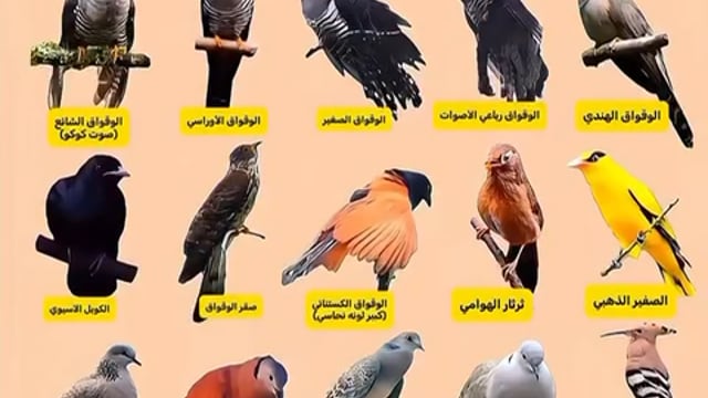 ➡️.....इनमें से किस किस लाइन के कौन से पक्षियों की आवाज़ आपके आसपास सुनी है.....*  *आज का टाइम पास....जनहित में जारी,,,,,*