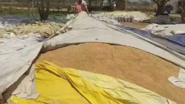 MANT-खुले आसमान में पड़ा किसानों का गेहूं, बोरे की कमी से ठप खरीद—परसोंतीगढ़ी में फूटा आक्रोश,,