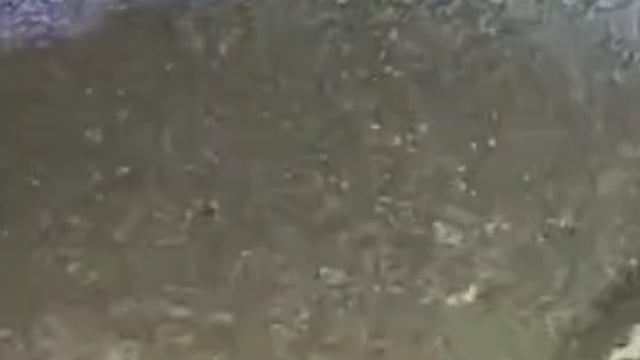 अज्ञात वाहन की टक्कर से मादा तेंदुए की मौत, वन विभाग जांच में जुटा, अज्ञात वाहन की जारी है तलाश