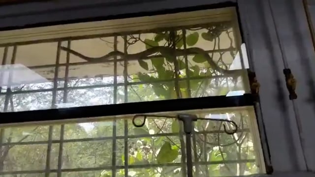 ➡️......मध्यप्रदेश- सागर जिले के एक अस्पताल में ICU की खिड़की पर नाग रेंग रहा है, अंदर मरीज और अस्पताल स्टाफ दहशत में है
पता नही पूर्वजन्म में किससे संबध रहे होगें इन नाग देवता के