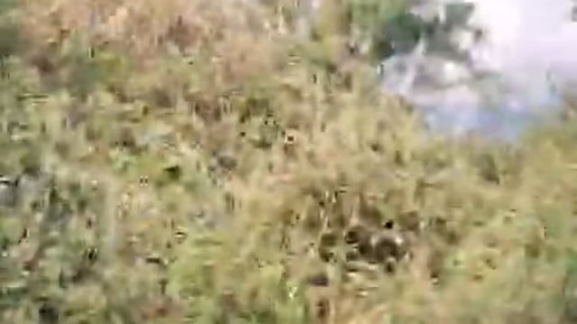 राया के नीम गांव में खड़ी फसल में लगी आग वीडियो वायरल