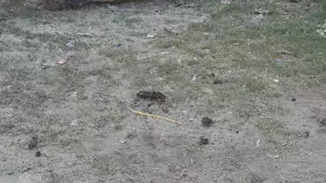 जर्जर शीशम का पेड़ गिरने से बड़ा हादसा टला, वन विभाग की लापरवाही से हुआ हादसा, लोगों में रोष