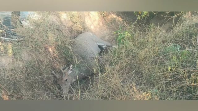 MANT-राया में वन्यजीव पर हमला: नीलगाय को गोली मारकर भागे बदमाश,,