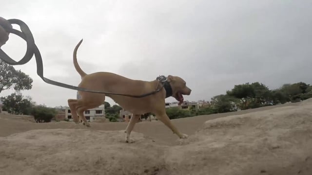 Nita Apbt Peru #ApbtPeru