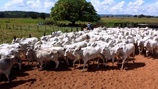 Geral<br>Lotes 01-02