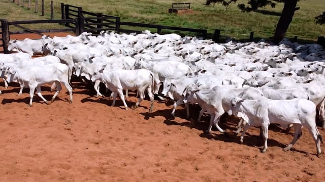 Geral<br>Lotes 05-06-07