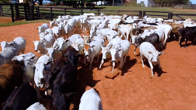 Geral<br>Lotes 14-15-16