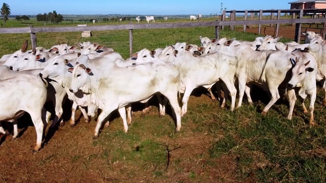 Lote 21