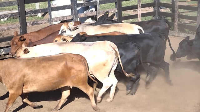 Lote 01