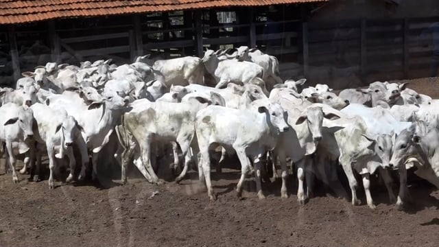 Lote 03