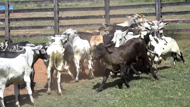 Lote 04
